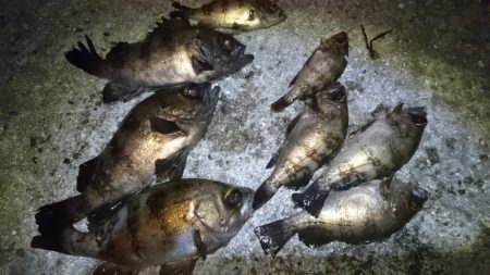 ジグパラマイクロメバリング！！