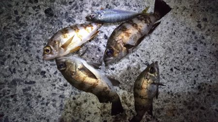 アジ＆サバにフラれてメバリング