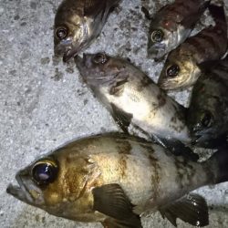 今夜もジグパラメバリング