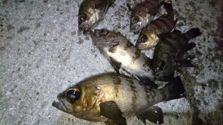 今夜もジグパラメバリング