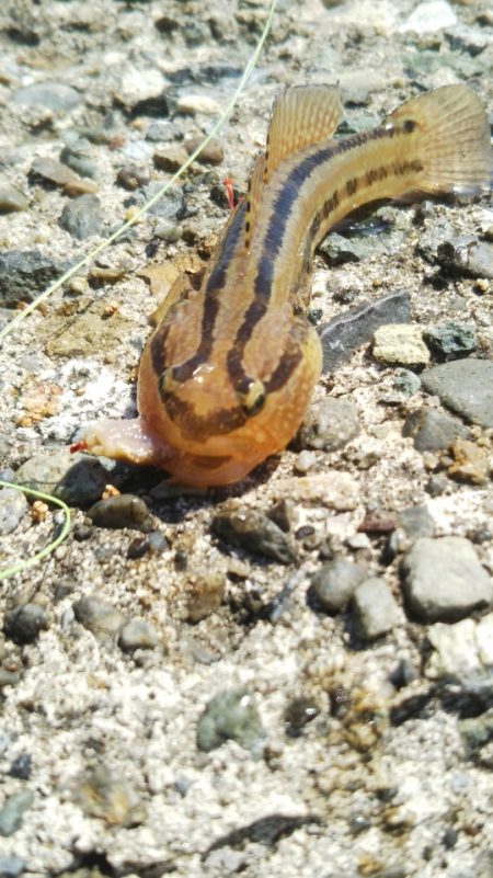 マイクロでも楽しいオールスター五目釣り♪