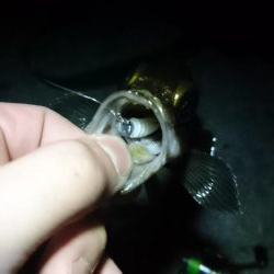 久しぶりメバル