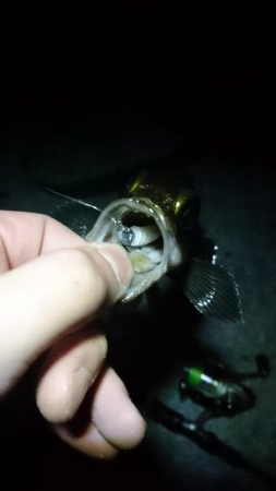 久しぶりメバル