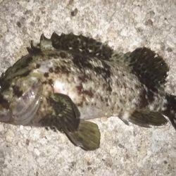 平成最後の大爆釣