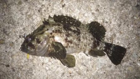 平成最後の大爆釣