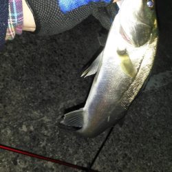 二色浜海浜緑地 メバリング