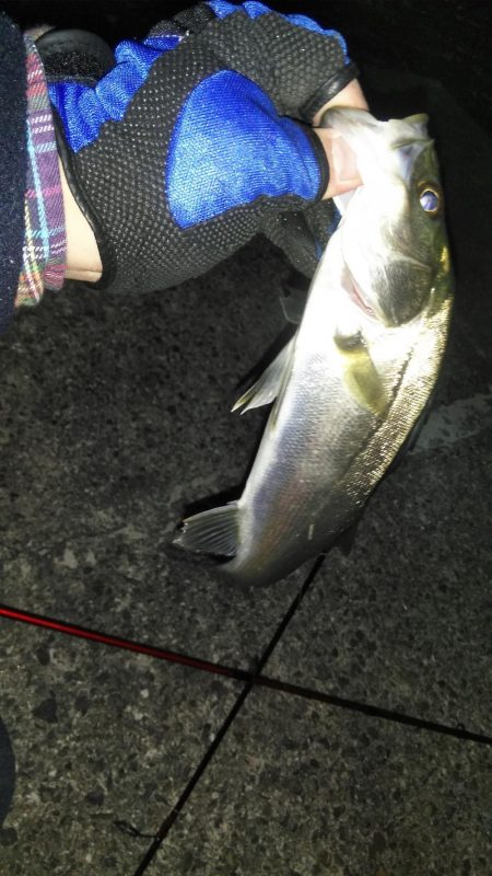 二色浜海浜緑地 メバリング