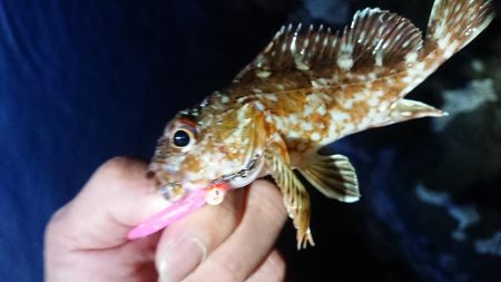 仕事終わりメバリング