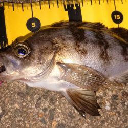 ちょこっとメバリング