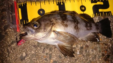 ちょこっとメバリング