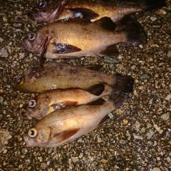 久しぶりに良型が♪