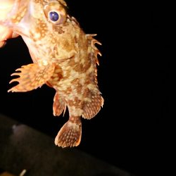 今日もチビのみ