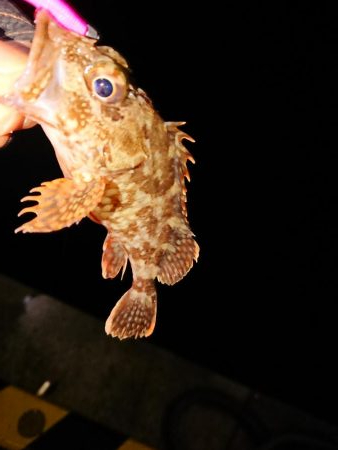 今日もチビのみ