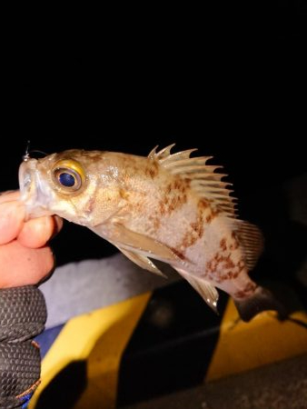 ヤリもまだまだ