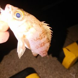 今日もチビのみ