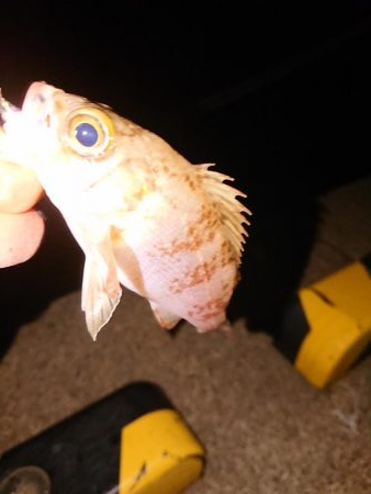 今日もチビのみ