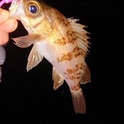 久々のアジング