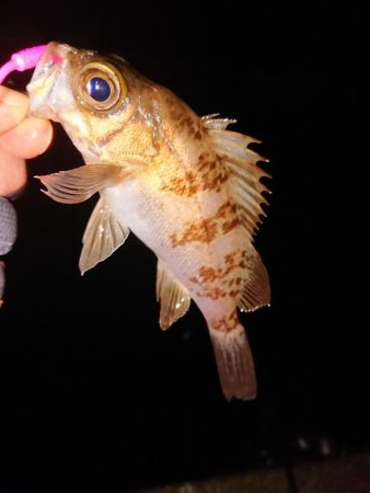 久々のアジング