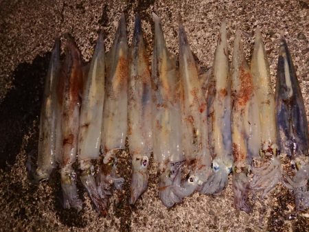 久々のヤリイカツ抜け