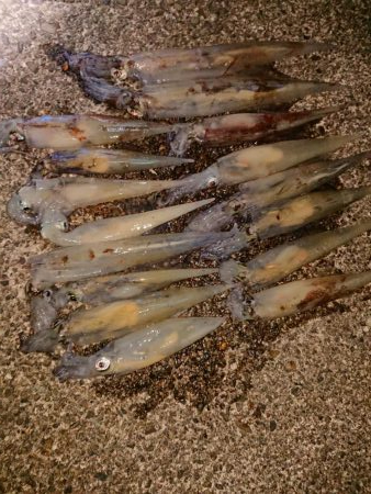 ヤリイカラッシュ