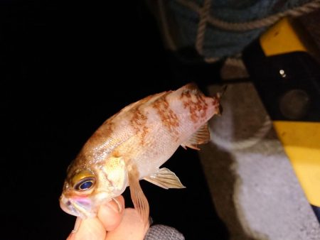 爆風の中さすがに厳しい