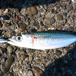 ○○ザキ 春のシーバス祭り 3点