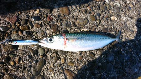 ○○ザキ 春のシーバス祭り 3点