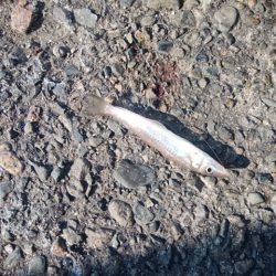 播磨新島のキス情報