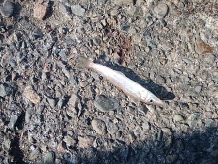 播磨新島のキス情報