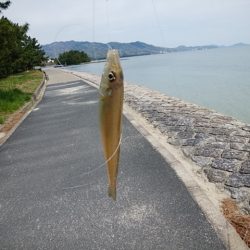 西宮津公園のキス情報