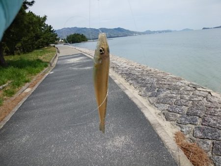 西宮津公園のキス情報