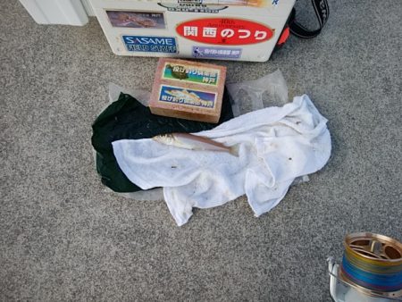 東二見白灯台のキス情報