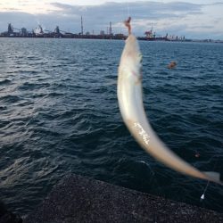 播磨新島のキス情報