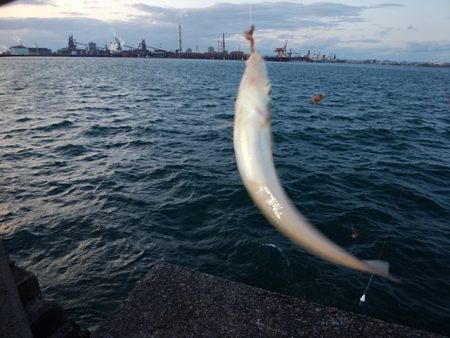 播磨新島のキス情報