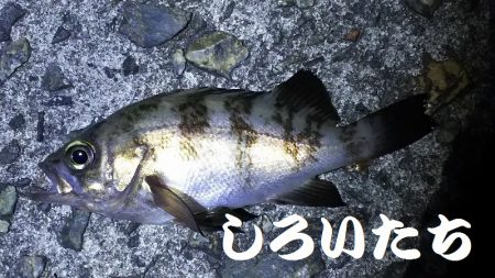 ガッシーに癒されました。