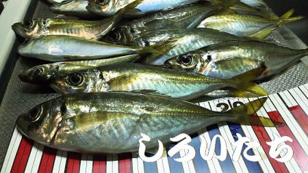 鳥取からの帰りにアジ狙い。