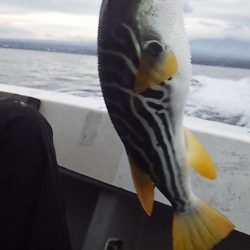 ネチネチネギング