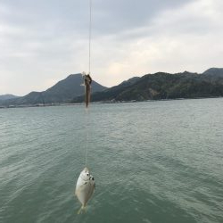 デカキス、コウイカ、ヒイラギ