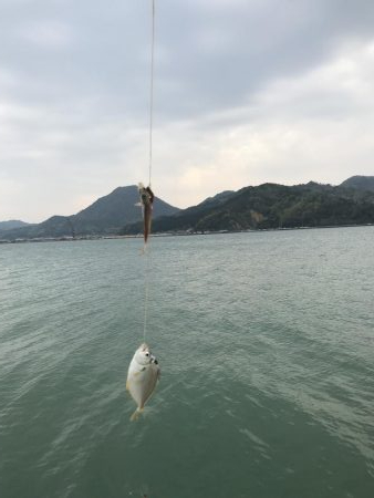 デカキス、コウイカ、ヒイラギ