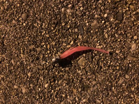 17日夜のべた凪で