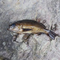 再びメバリング