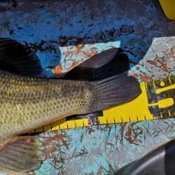 ブタバス捕獲！