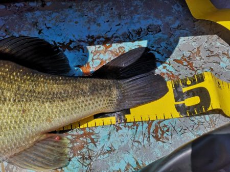 ブタバス捕獲！