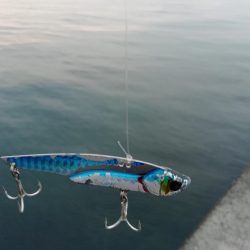 初サゴシ!! 場所:ヒント平田周辺