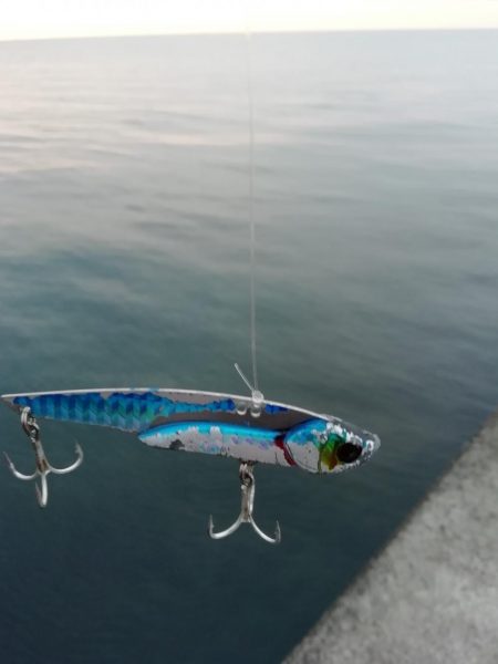 初サゴシ!! 場所:ヒント平田周辺