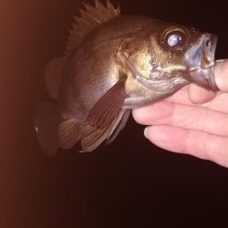 メバリング最高!