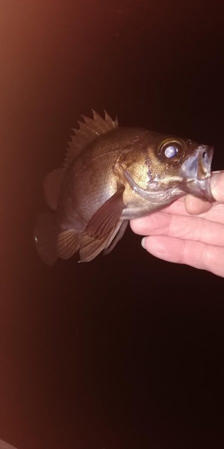 メバリング最高!