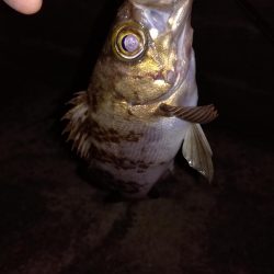 春のメバリング