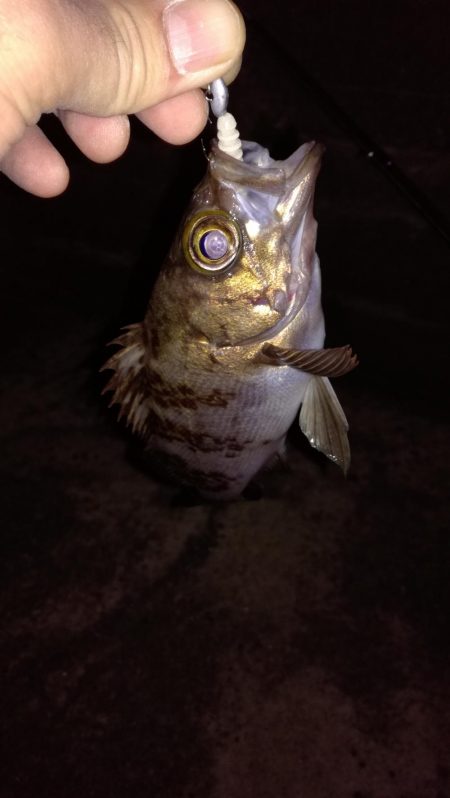 春のメバリング