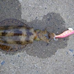 夕マズメエギング